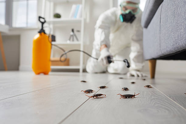 Trusted Bed Bug Control service in North Chicago, IL - Nex Pest Control